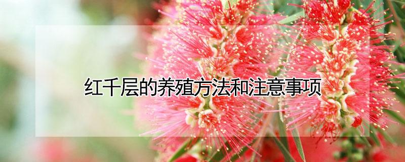 红千层的养殖方法和注意事项 红千层树寿命多少年