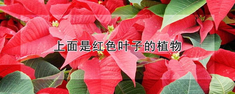上面是红色叶子的植物 上面是红色叶子的植物是什么
