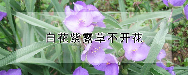 白花紫露草不开花 白花紫露草不开花的原因