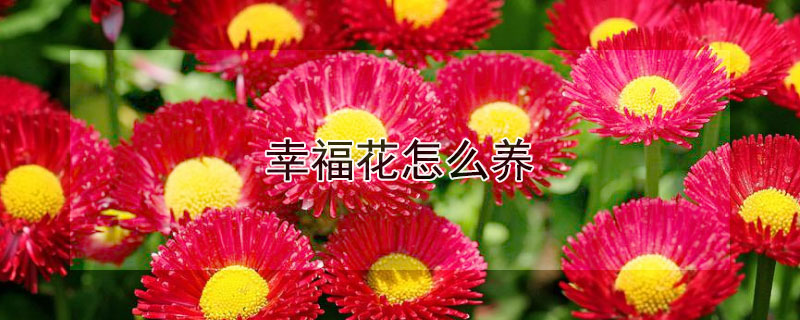 幸福花怎么养 幸福花怎么养护与浇水