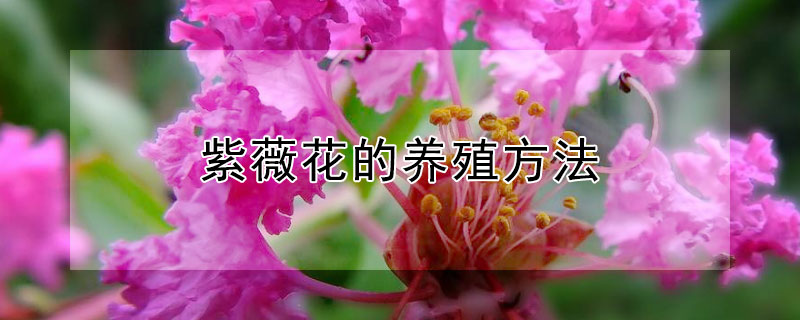紫薇花的养殖方法（紫薇花的养殖方法和注意事项紫薇花怕冻吗）