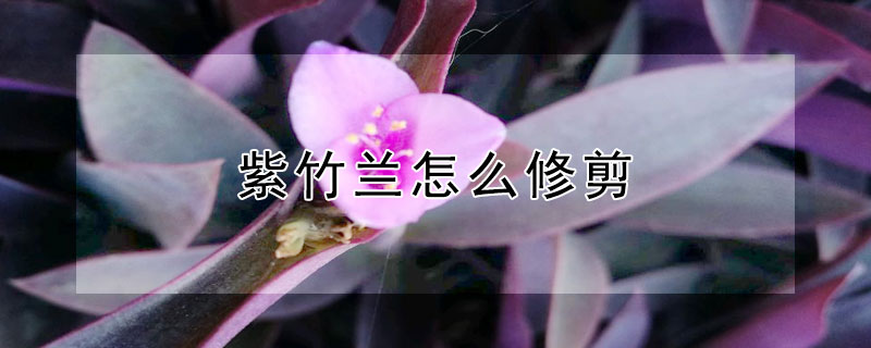 紫竹兰怎么修剪 紫竹兰怎么修剪根部