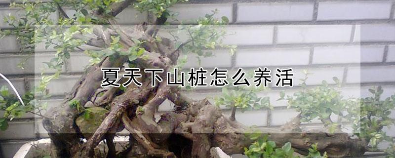 夏天下山桩怎么养活 夏天下山桩怎么种