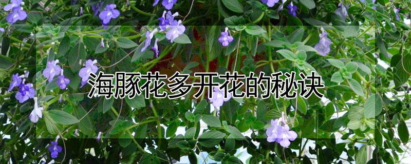 海豚花多开花的秘诀 海豚花花期多长