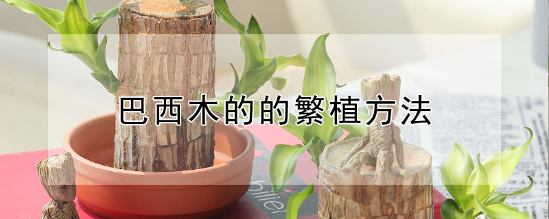 巴西木的的繁植方法（巴西木的栽培技术）