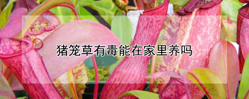 猪笼草有毒能在家里养吗（猪笼草有毒吗?猪笼草养在室内好不好）