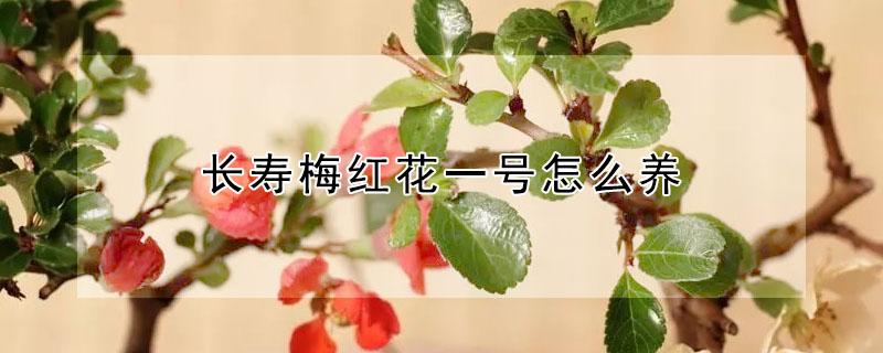 长寿梅红花一号怎么养（长寿梅红花一号怎么养才能开花）