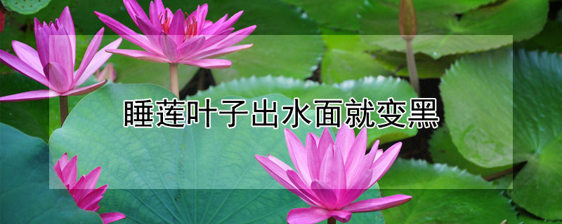 睡莲叶子出水面就变黑 睡莲不放泥只放水怎样养