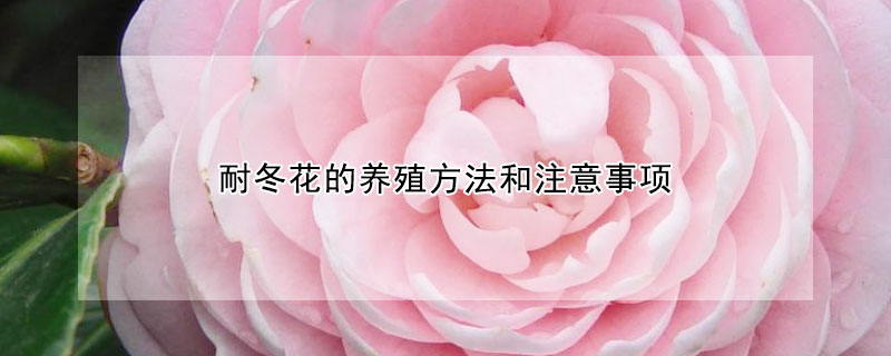 耐冬花的养殖方法和注意事项 耐冬花的养殖方法和注意事项图片