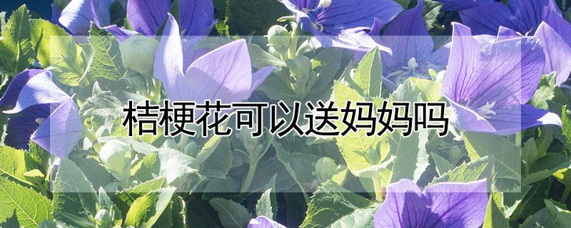 桔梗花可以送妈妈吗（洋桔梗为什么不能送人）