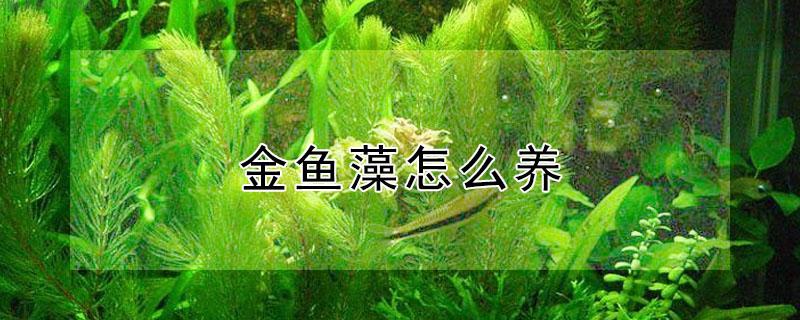 金鱼藻怎么养（金鱼藻怎么养爆缸）