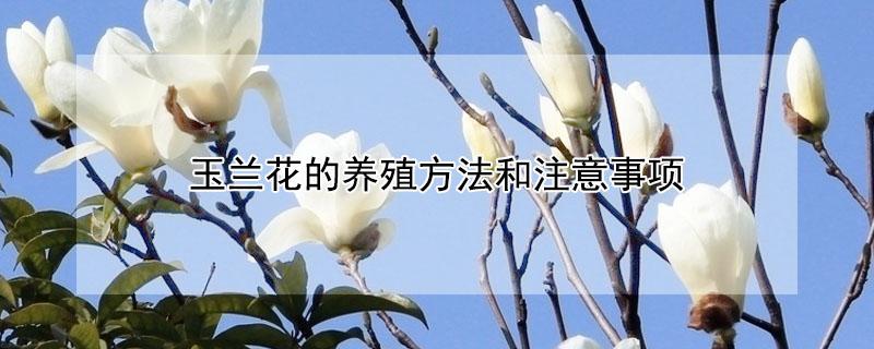 玉兰花的养殖方法和注意事项 玉兰花的养殖方法和注意事项 | 花生活