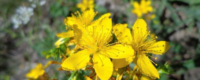 连翘可以嫁接迎春花吗（连翘可以嫁接迎春花吗图片）