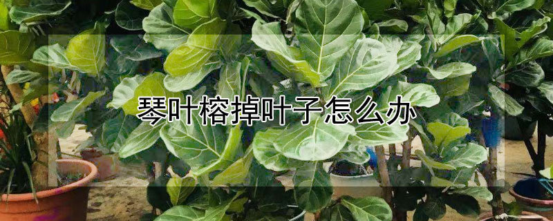琴叶榕掉叶子怎么办（琴叶榕掉叶子的地方还能长叶子吗）