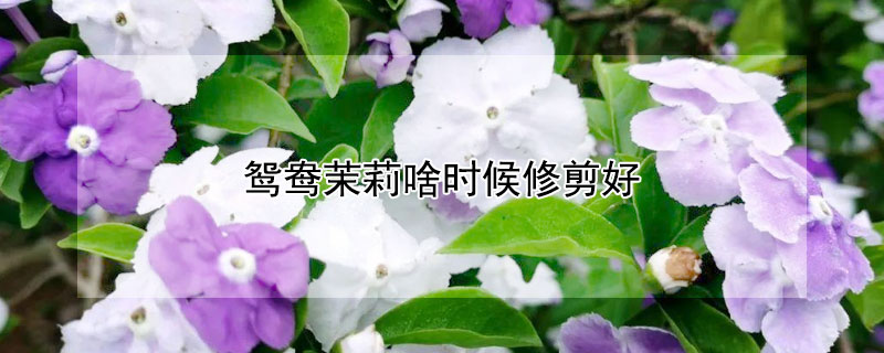 鸳鸯茉莉啥时候修剪好 鸳鸯茉莉什么季节修剪