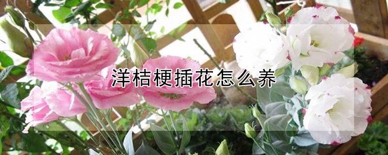 洋桔梗插花怎么养 洋桔梗插花养护