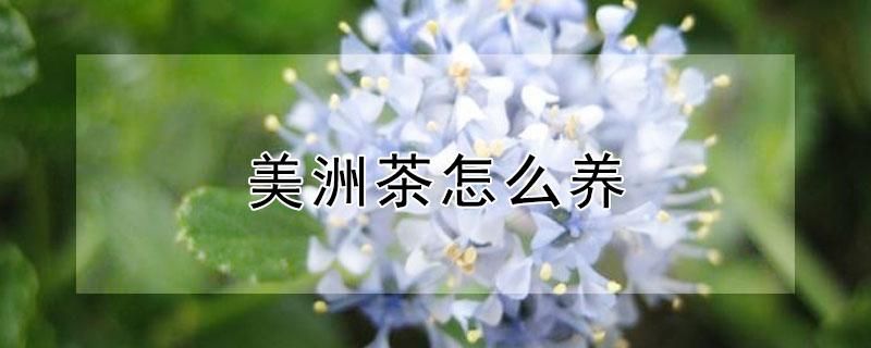 美洲茶怎么养（美洲茶养护）