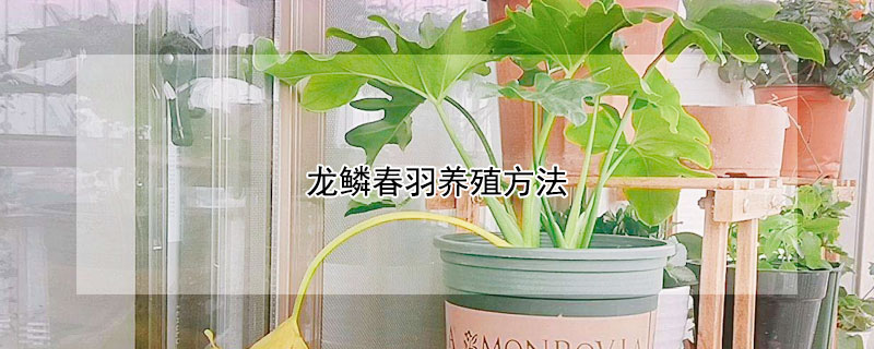 龙鳞春羽养殖方法 龙鳞春羽养殖方法视频