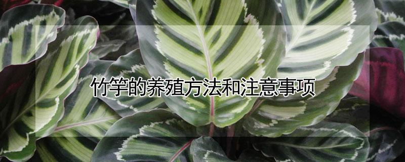 竹竽的养殖方法和注意事项（竹芋的养殖方法和注意事项大全）