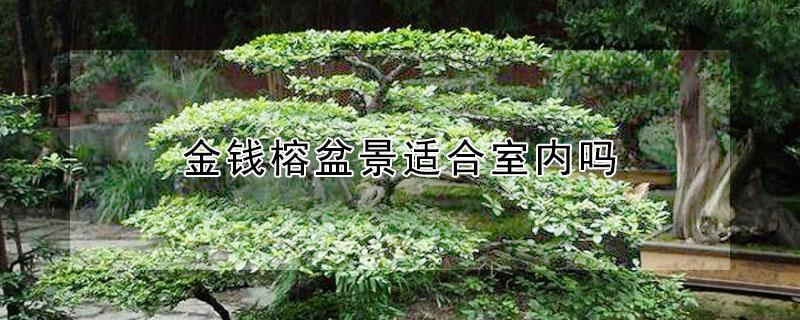 金钱榕盆景适合室内吗（金钱榕盆景适合室内吗发财）