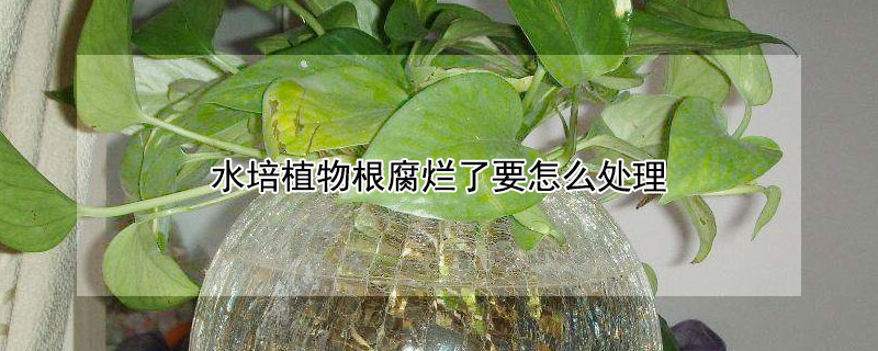 水培植物根腐烂了要怎么处理 水培植物根腐烂了要怎么处理好
