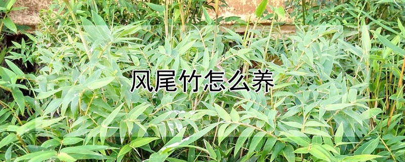 风尾竹怎么养 风尾竹怎么养养护和管理