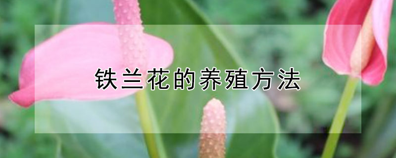 铁兰花的养殖方法 铁兰花的养殖方法兰
