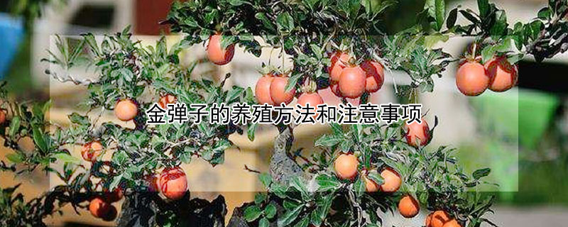 金弹子的养殖方法和注意事项（金弹子的养殖方法和注意事项播报）
