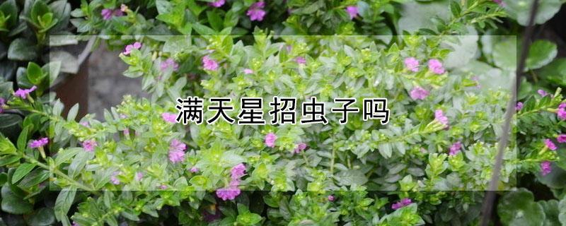 满天星招虫子吗 满天星招不招虫子