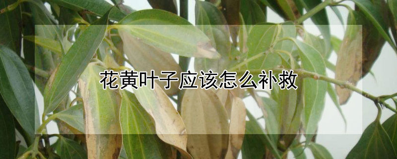 花黄叶子应该怎么补救 花黄叶咋办