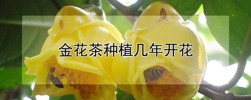 金花茶种植几年开花 金花茶种植几年开花结果