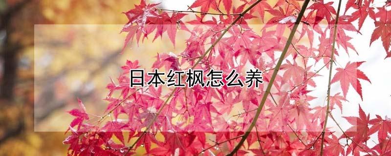 日本红枫怎么养（日本红枫怎么养殖才能红）