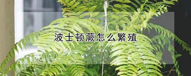 波士顿蕨怎么繁殖 波士顿蕨繁殖方法
