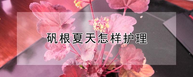 矾根夏天怎样护理 矾根夏季怎么浇水