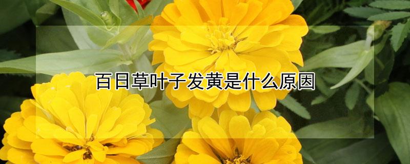 百日草叶子发黄是什么原因 百日草黄叶怎么办?