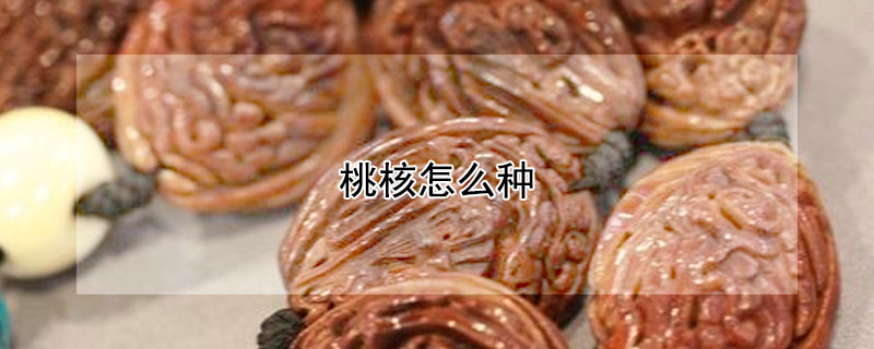 桃核怎么种 桃核怎么种植出桃苗