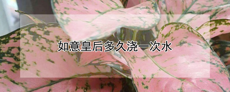 如意皇后多久浇一次水（如意皇后多久浇一次水最好）