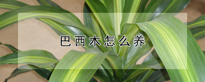 巴西木怎么养 巴西木怎么养才能生根