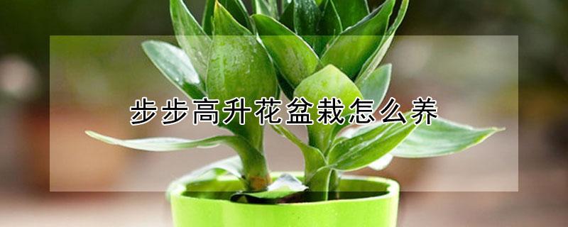 步步高升花盆栽怎么养（步步高升的花有几种）