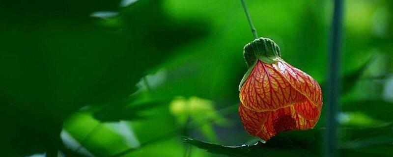 灯笼风铃花怎么养 风铃灯笼花图片