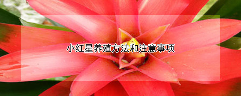 小红星养殖方法和注意事项 鸿运当头浇水的正确方法