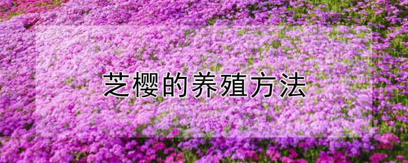 芝樱的养殖方法（芝樱的养殖方法有哪些）