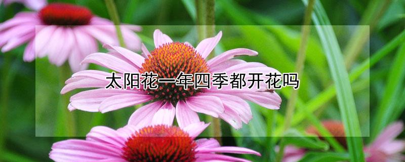 太阳花一年四季都开花吗 太阳花一年四季都开花吗图片