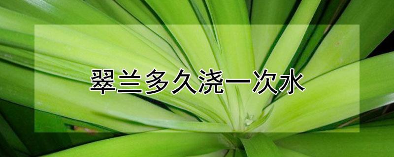 翠兰多久浇一次水（翠兰多久浇一次水翠兰不同季节浇水方法看这里）