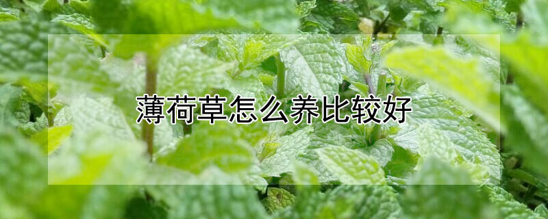 薄荷草怎么养比较好 薄荷草怎么养比较好活