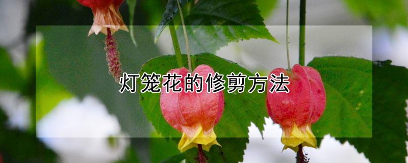 灯笼花的修剪方法 灯笼花的修剪方法图解