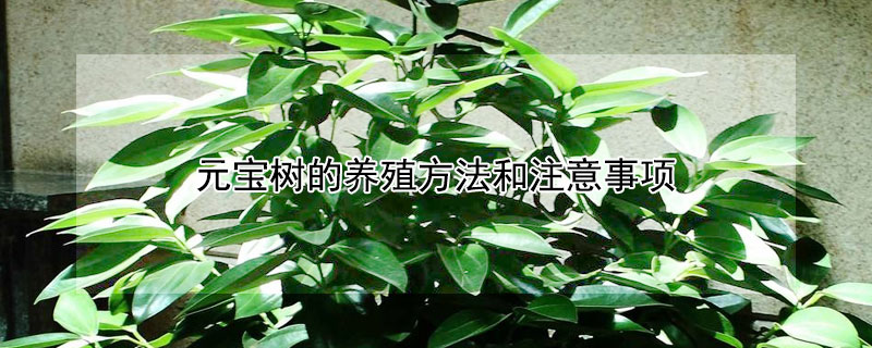 元宝树的养殖方法和注意事项 元宝树的养殖方法和注意事项视频