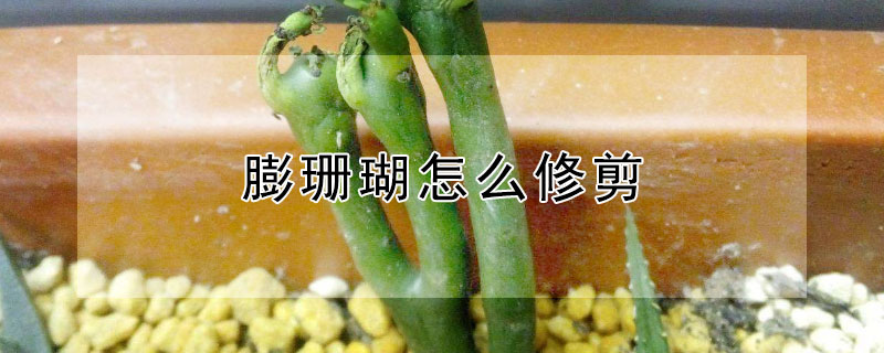 膨珊瑚怎么修剪 膨珊瑚怎么修剪好看
