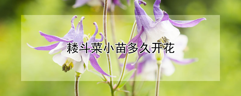 耧斗菜小苗多久开花 耧斗菜一年开几次花
