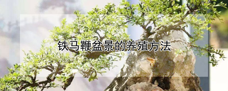 铁马鞭盆景的养殖方法（铁马鞭盆景的养殖方法 铁马鞭盆景怎么养）